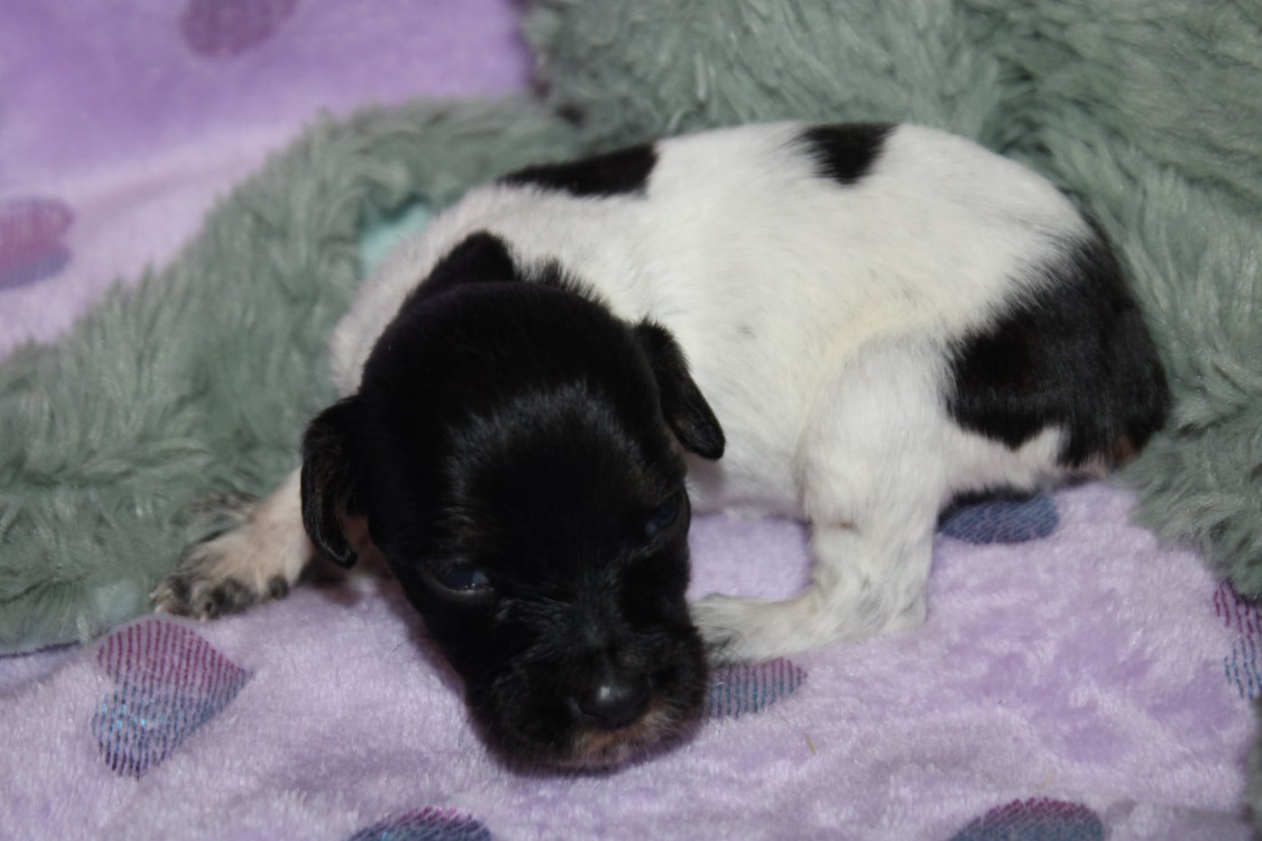 CHIOT 3