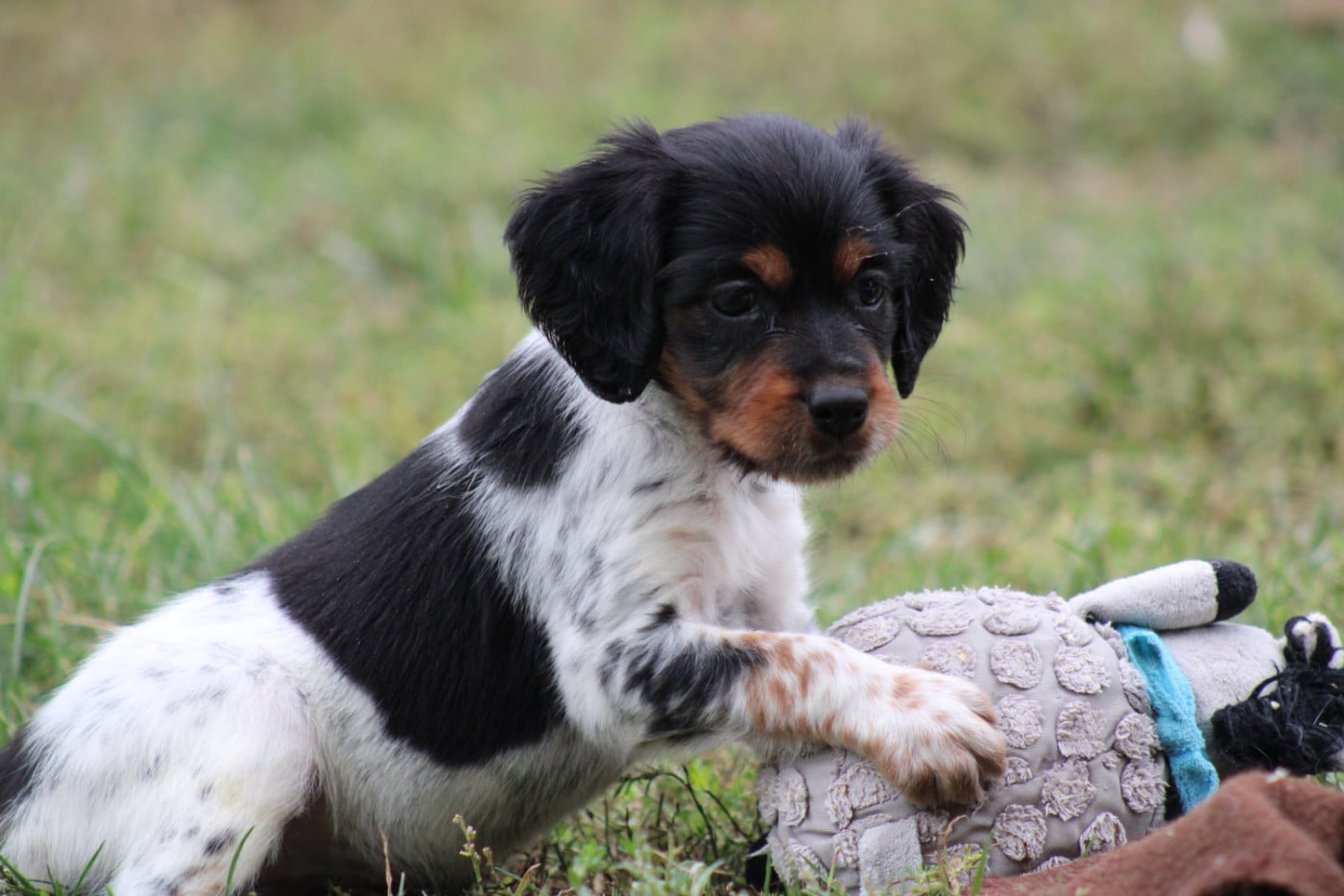 CHIOT 1
