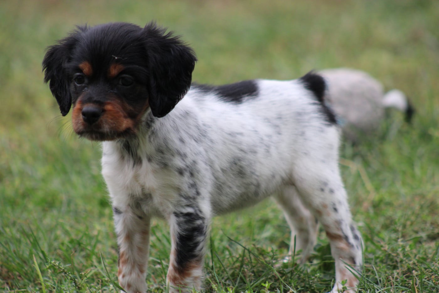 CHIOT 1