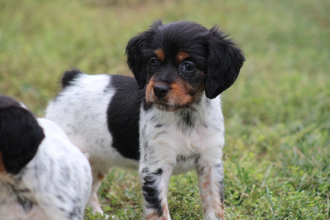 CHIOT 1