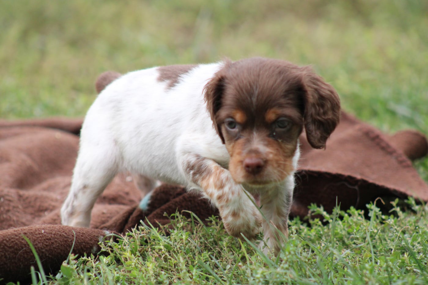 CHIOT 2