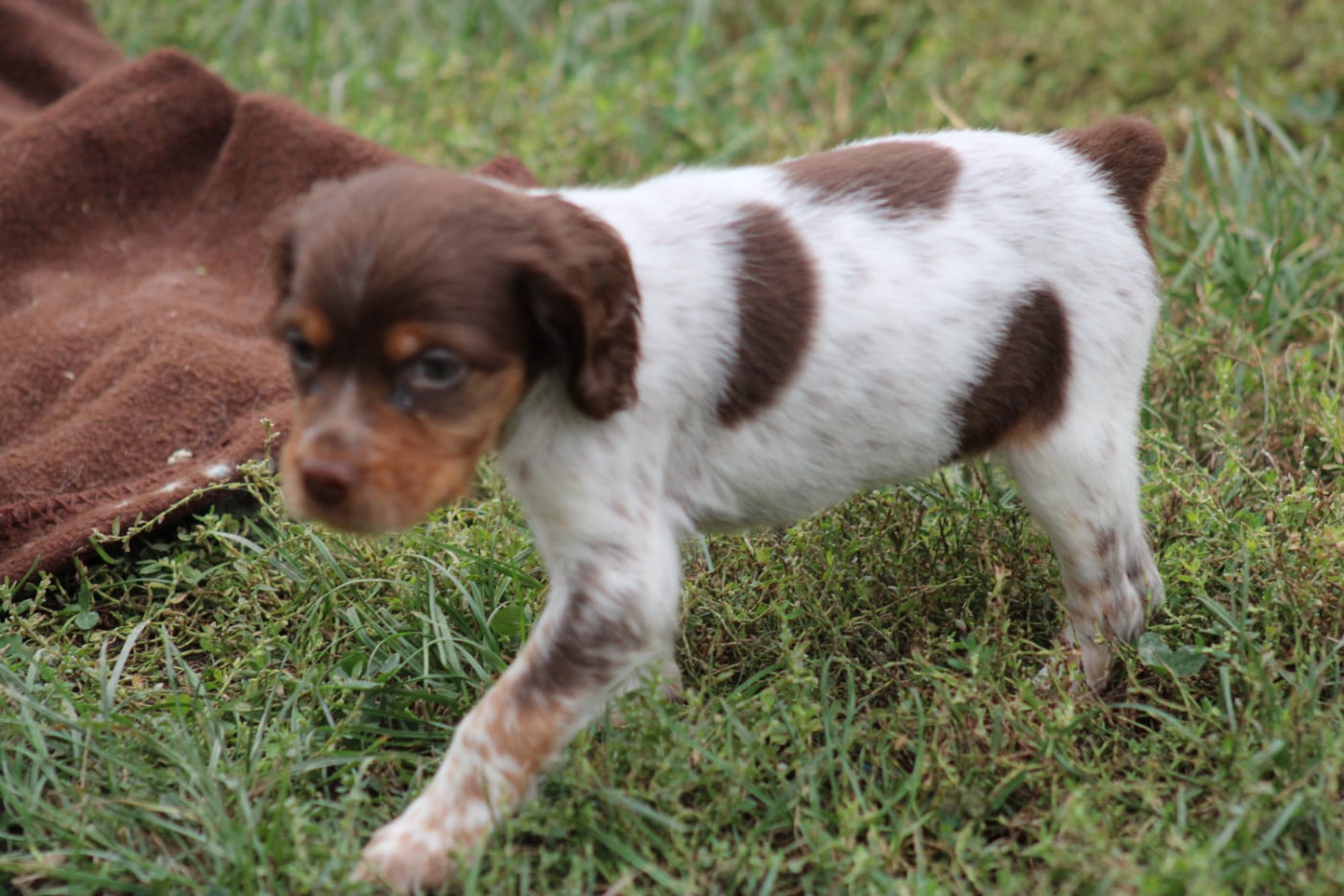 CHIOT 2