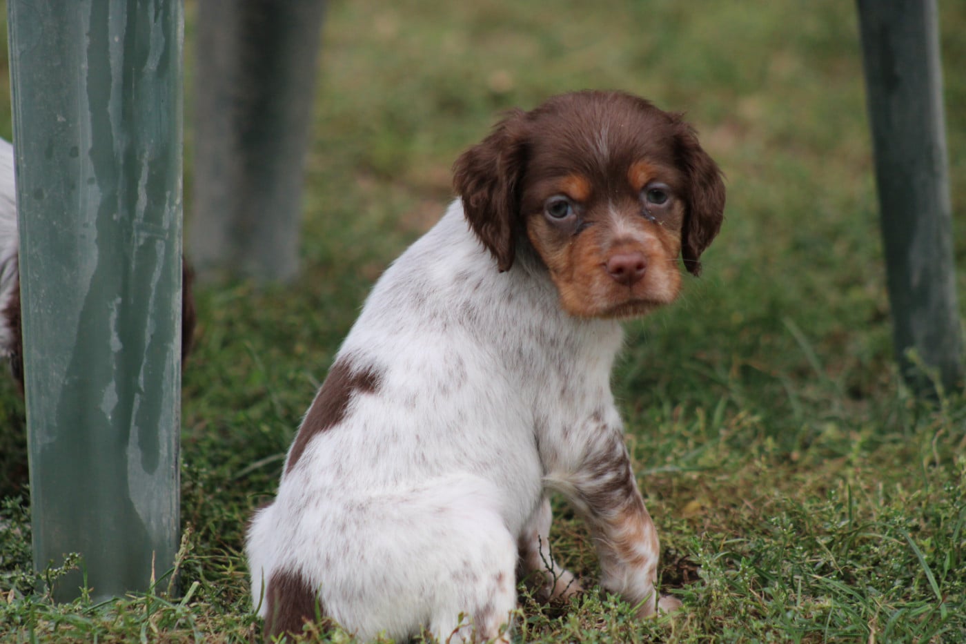 CHIOT 2