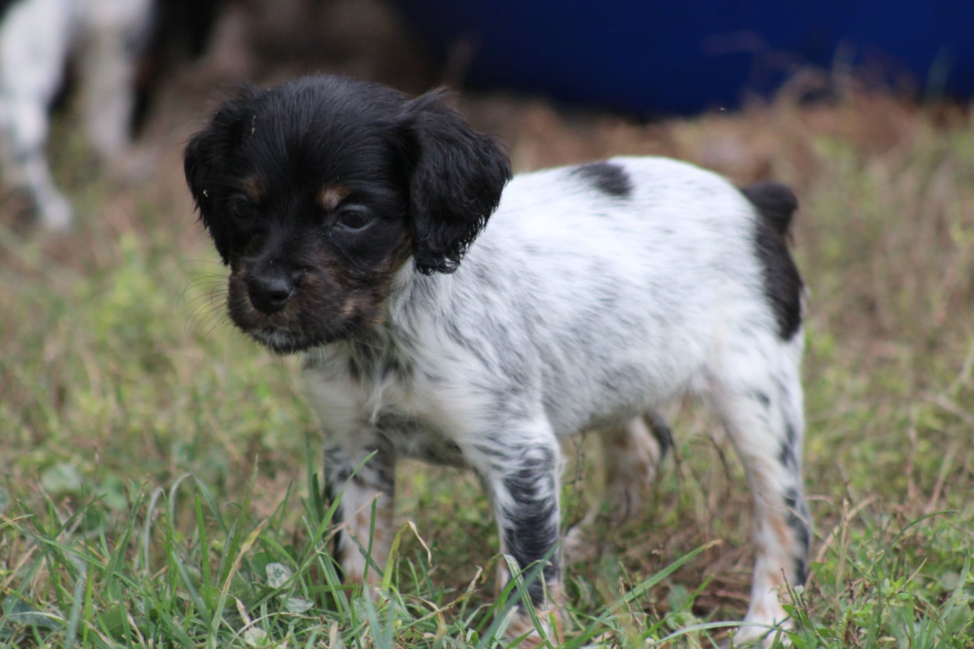 CHIOT 3