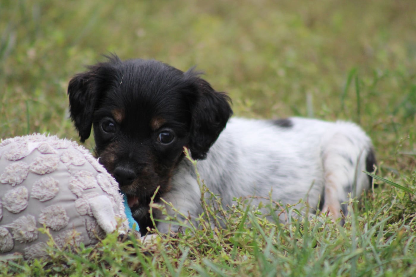 CHIOT 3