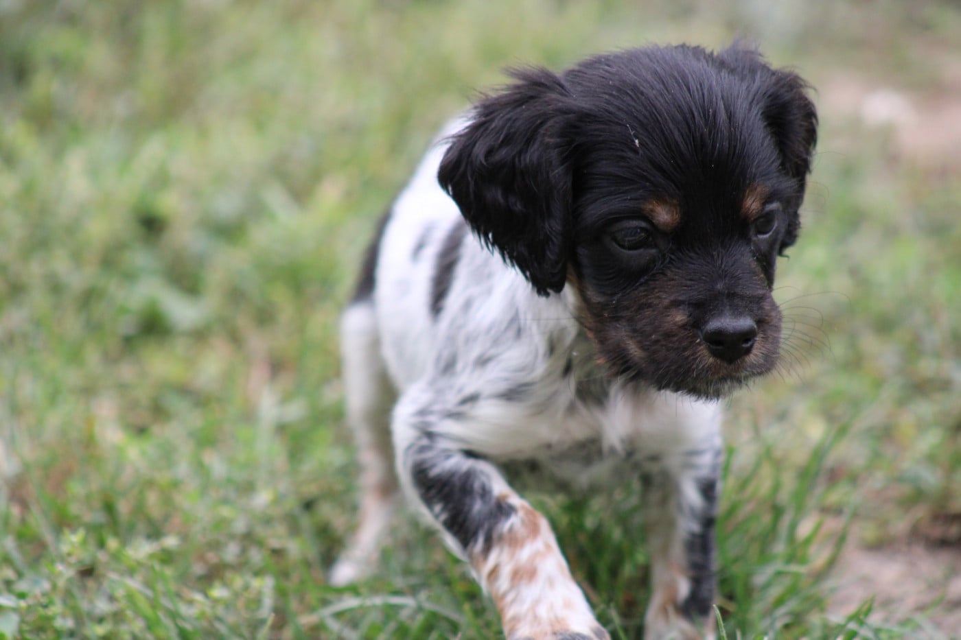 CHIOT 3
