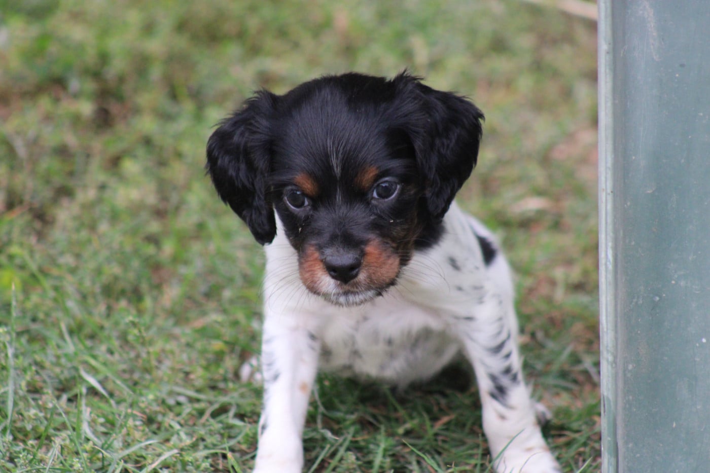 CHIOT 4