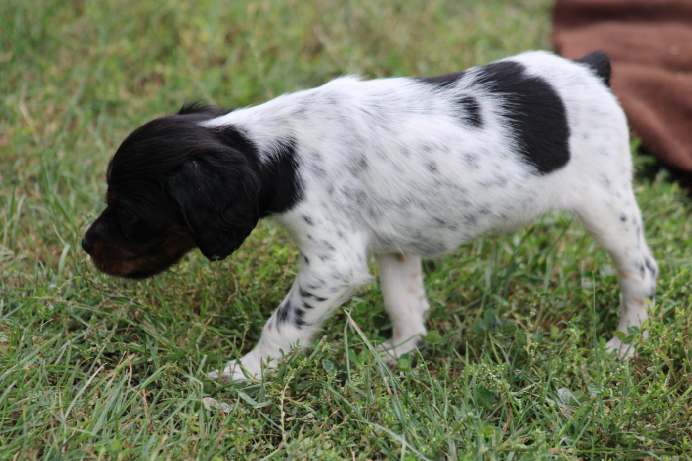 CHIOT 4