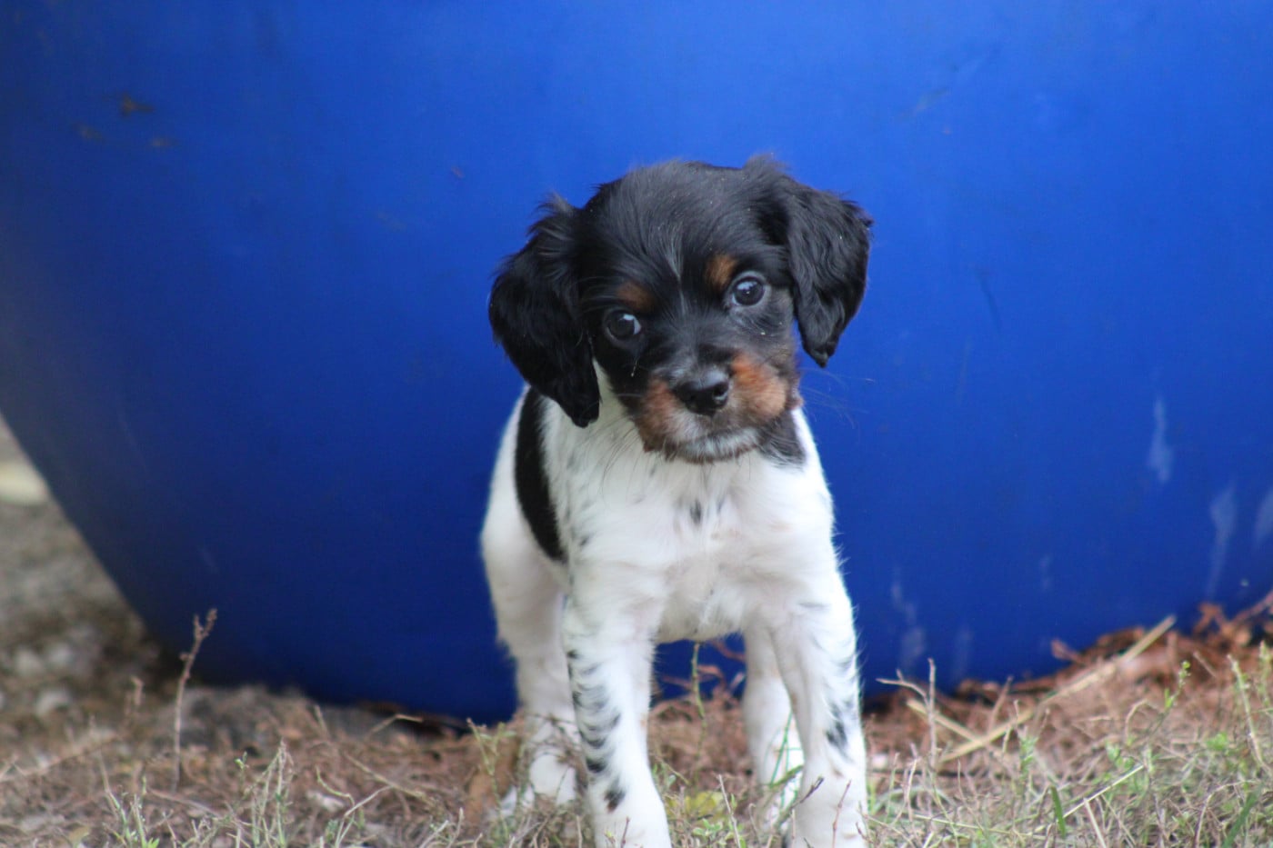 CHIOT 4