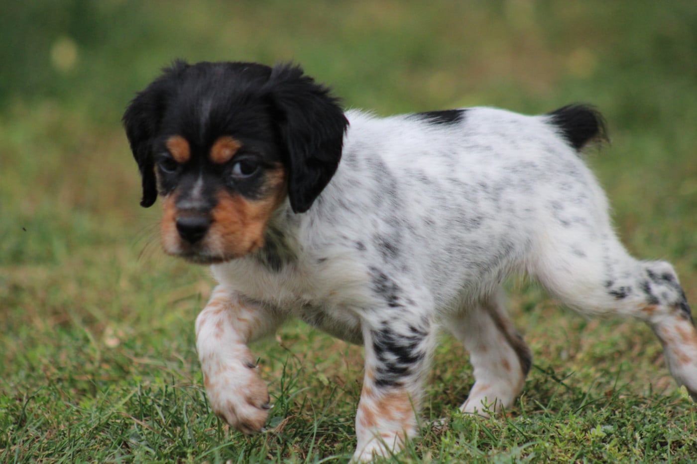 CHIOT 5
