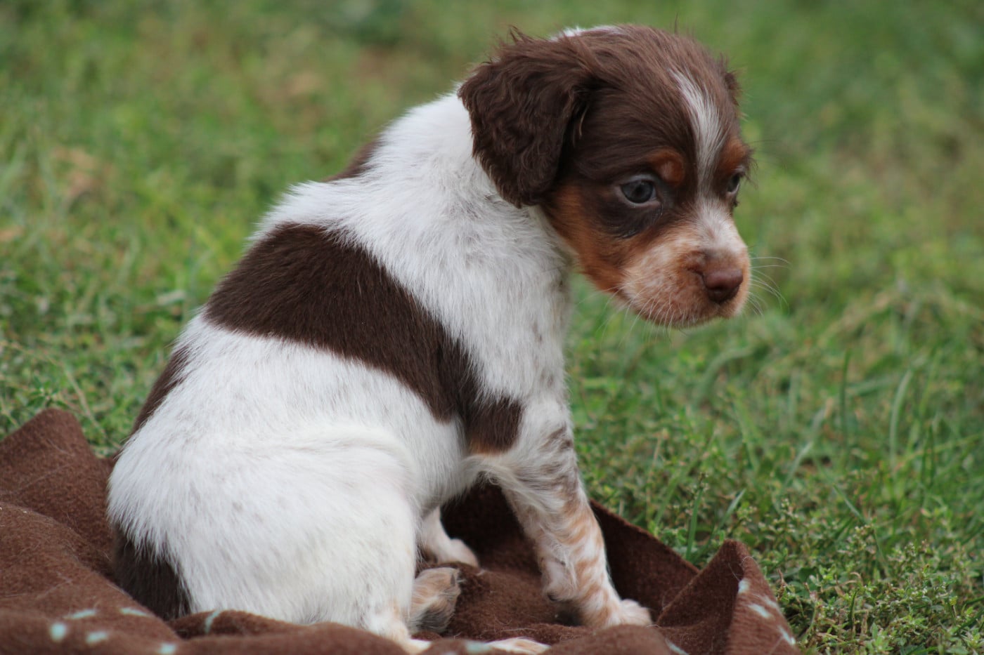 CHIOT 9