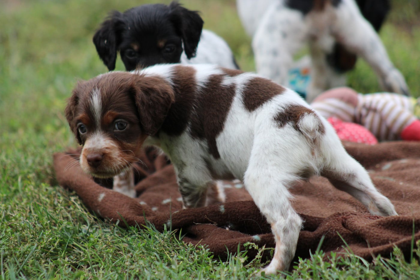 CHIOT 9