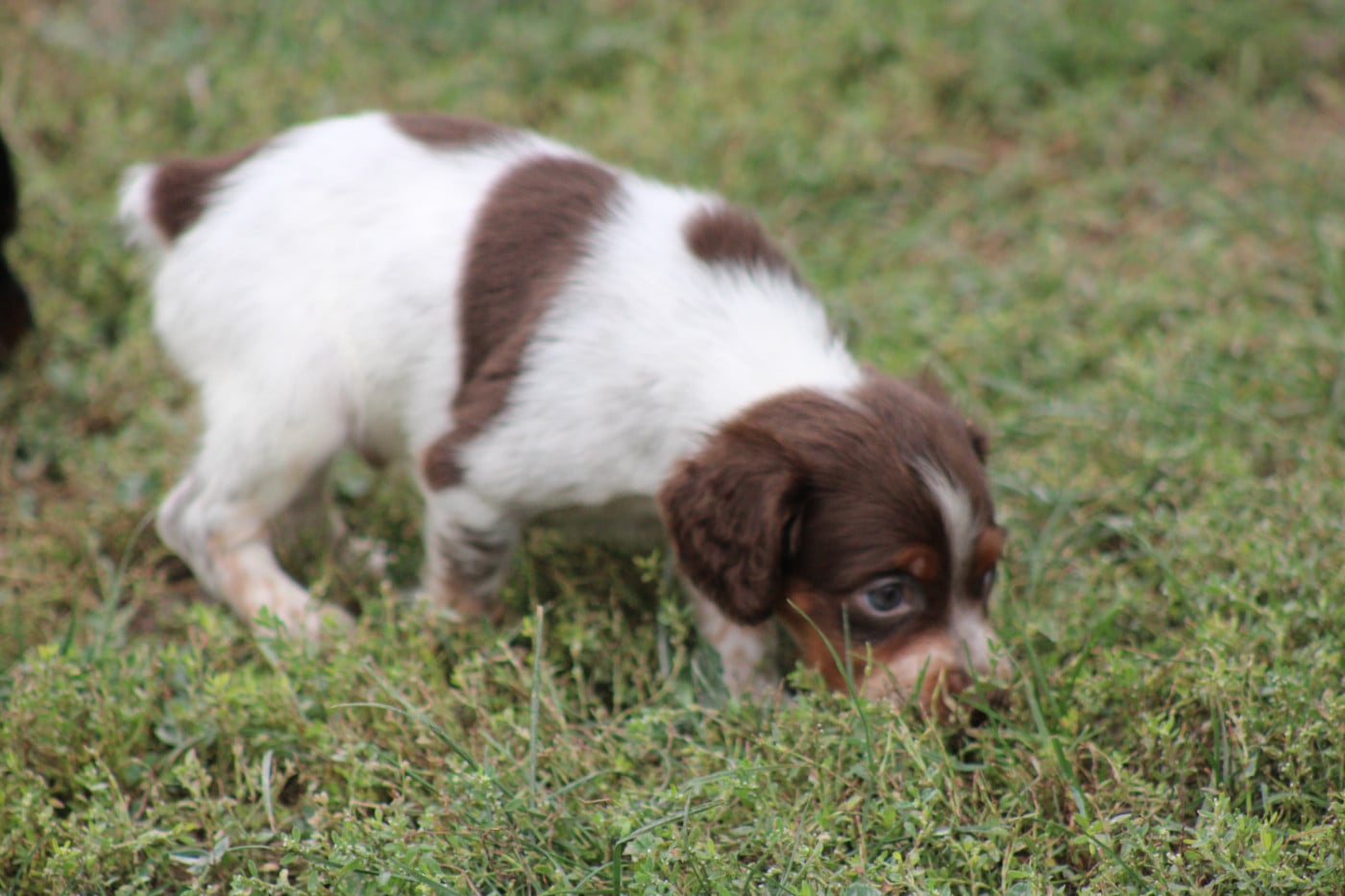 CHIOT 9