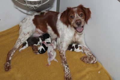 Les chiots de Epagneul Breton