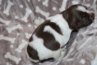 Les chiots de Epagneul Breton