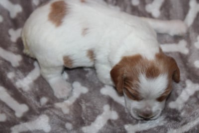 Les chiots de Epagneul Breton