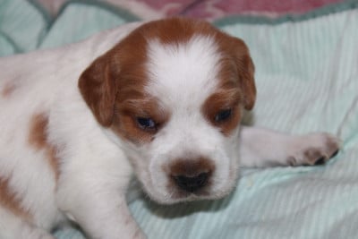 Les chiots de Epagneul Breton