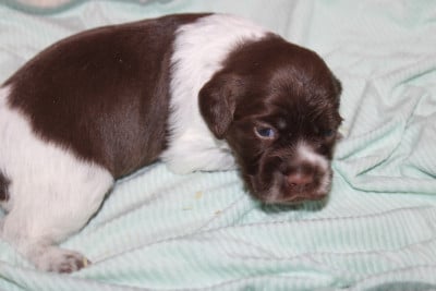 Les chiots de Epagneul Breton