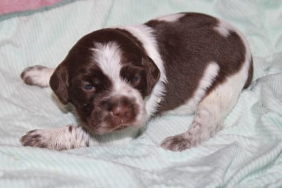 Les chiots de Epagneul Breton
