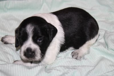 Les chiots de Epagneul Breton