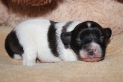 Les chiots de Epagneul nain Continental (Papillon)