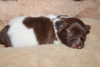 Les chiots de Epagneul nain Continental (Papillon)