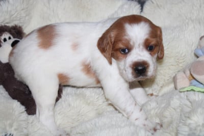 Les chiots de Epagneul Breton
