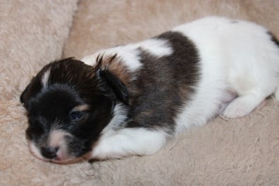 Les chiots de Epagneul nain Continental (Papillon)