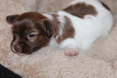 Les chiots de Epagneul nain Continental (Papillon)