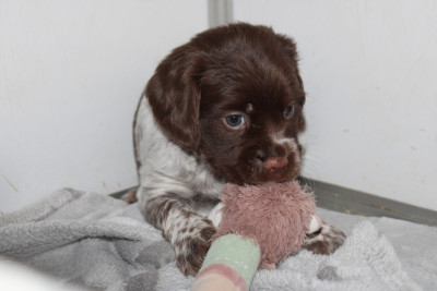 Les chiots de Epagneul Breton