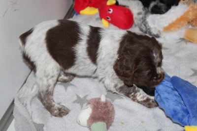 Les chiots de Epagneul Breton