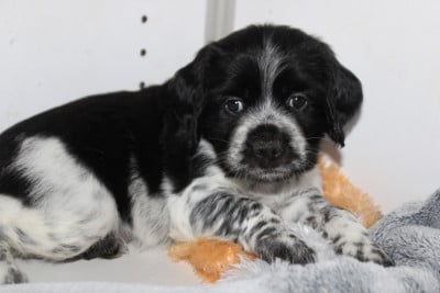 Les chiots de Epagneul Breton