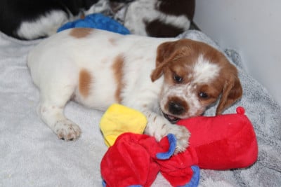 Les chiots de Epagneul Breton