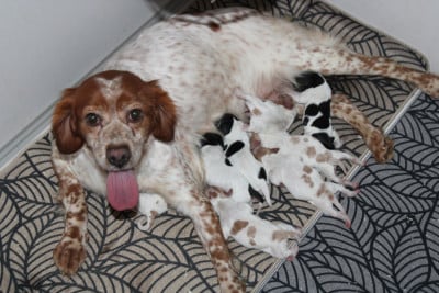 Les chiots de Epagneul Breton