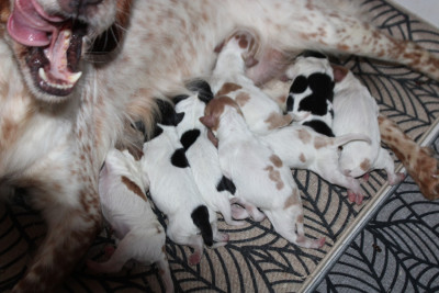 Les chiots de Epagneul Breton