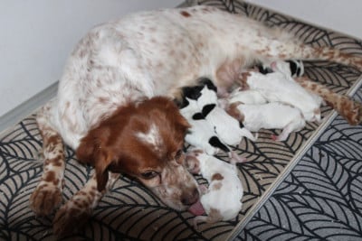 Les chiots de Epagneul Breton