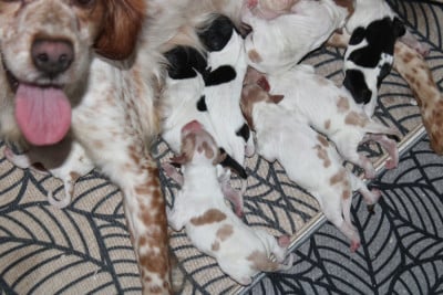 Les chiots de Epagneul Breton