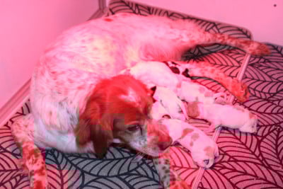 Les chiots de Epagneul Breton