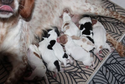 Les chiots de Epagneul Breton