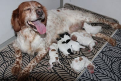 Les chiots de Epagneul Breton