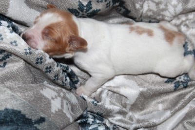 Les chiots de Epagneul Breton