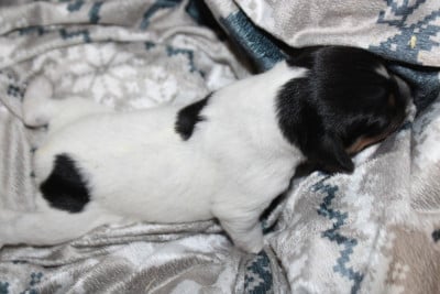 Les chiots de Epagneul Breton