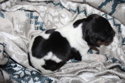Les chiots de Epagneul Breton