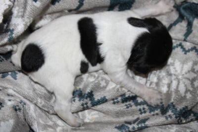 Les chiots de Epagneul Breton