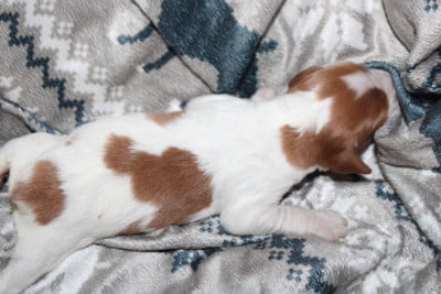 Les chiots de Epagneul Breton