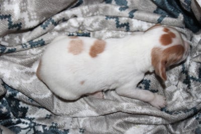 Les chiots de Epagneul Breton