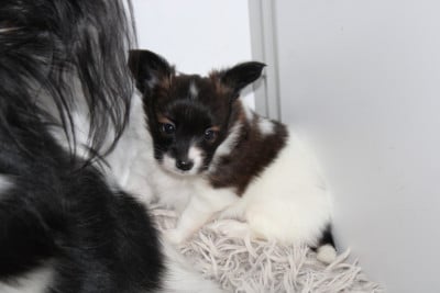Les chiots de Epagneul nain Continental (Papillon)