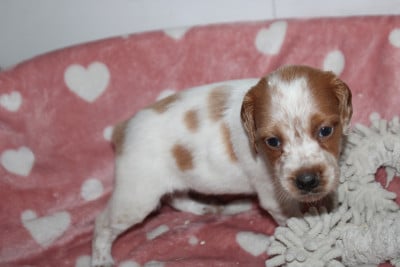 Les chiots de Epagneul Breton