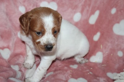 Les chiots de Epagneul Breton