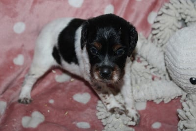 Les chiots de Epagneul Breton